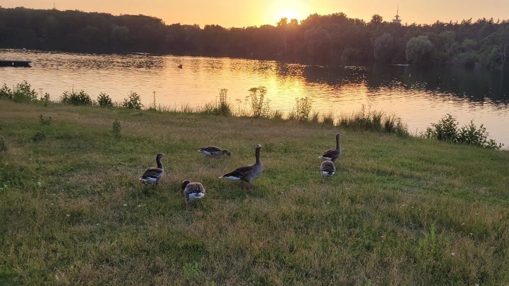 Gänse grasen auf einer Wiese am Seeufer bei Sonnenuntergang.