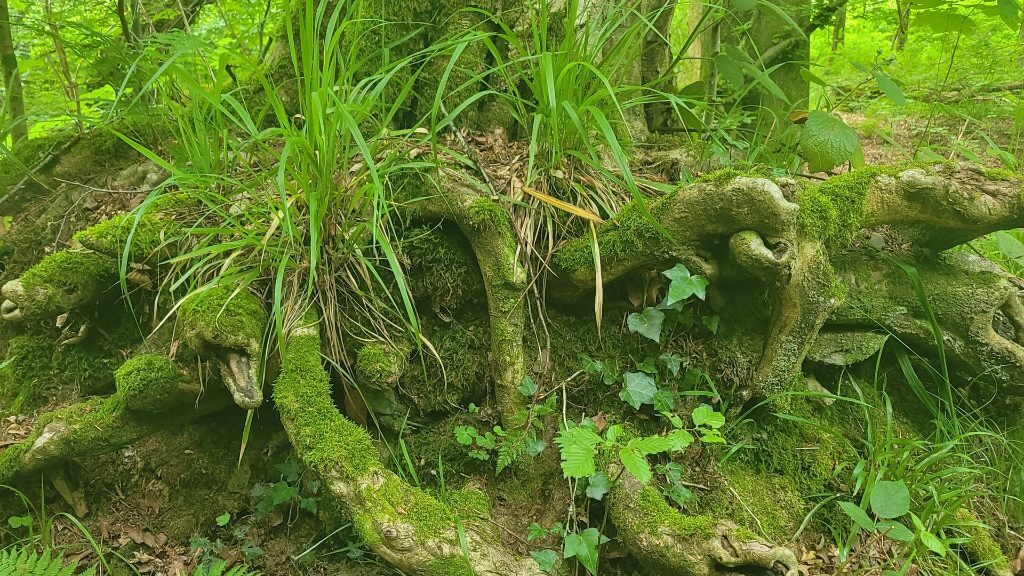 Moosbewachsene Wurzeln eines alten Baumes, umgeben von Gräsern und Farn auf dem Waldboden.