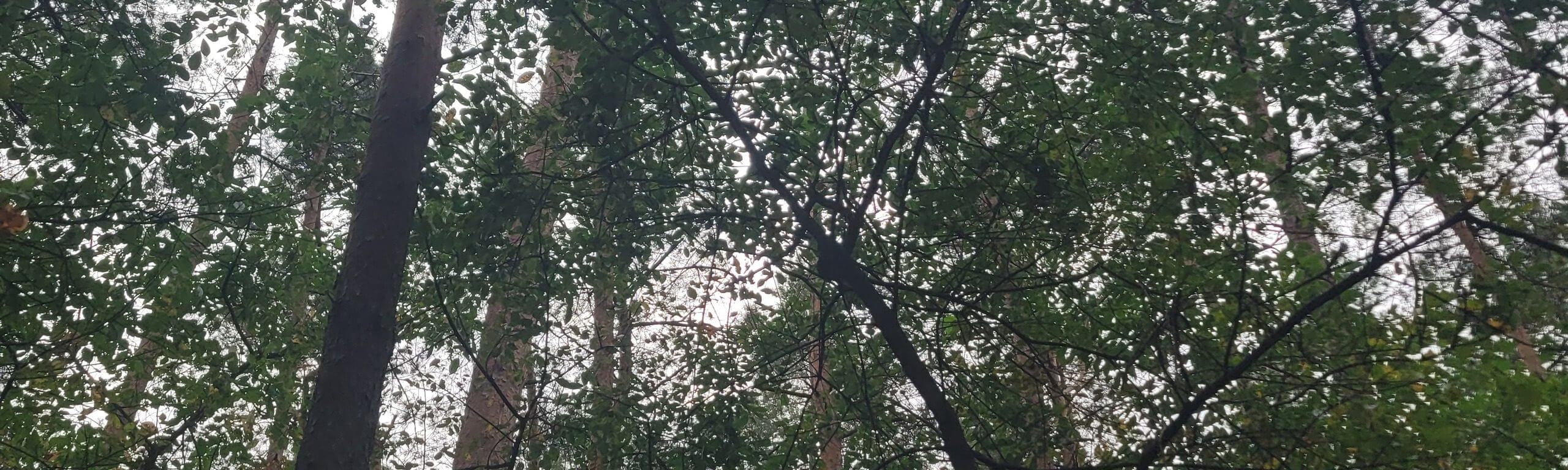 Blick von unten zwischen hohen Baumstämmen hinauf in das dichte Blätterdach eines Mischwalds.