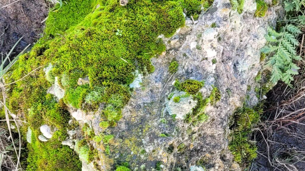 Mit Moos bewachsener Felsen zwischen Gräsern und Farn.