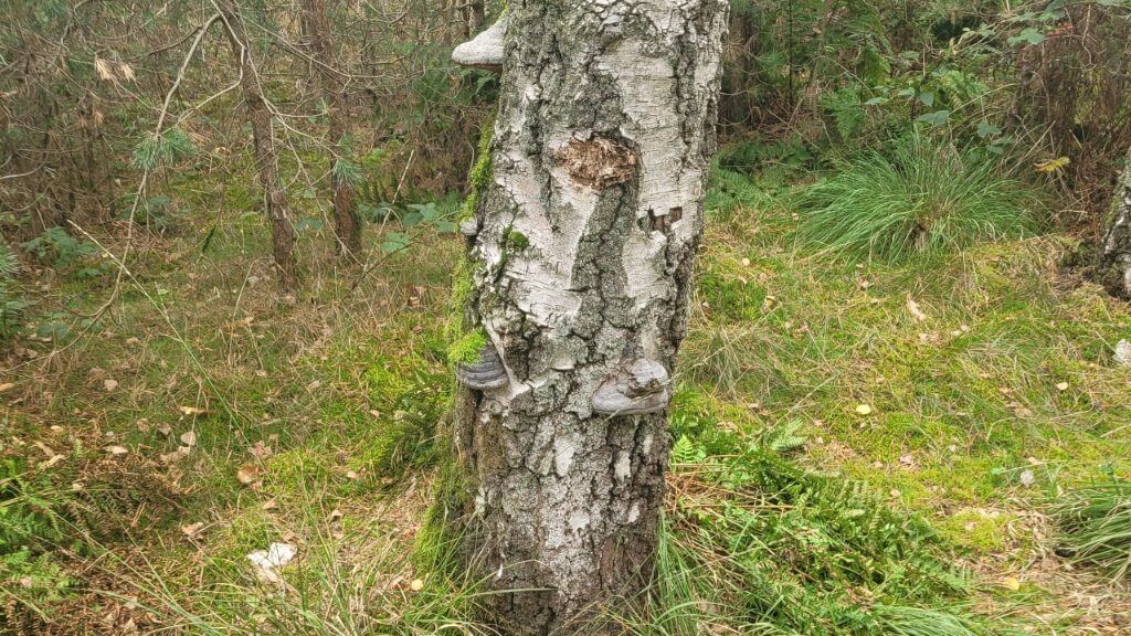 Abgebrochener Birkenstamm mit Baumpilzen auf einer grasbewachsenen Lichtung im Wald.