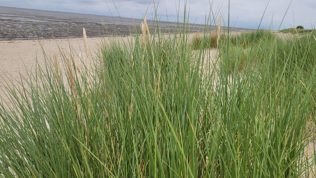 Grüne Dünengräser vor Sandstrand und dem Wattenmeer unter bewölktem Himmel.