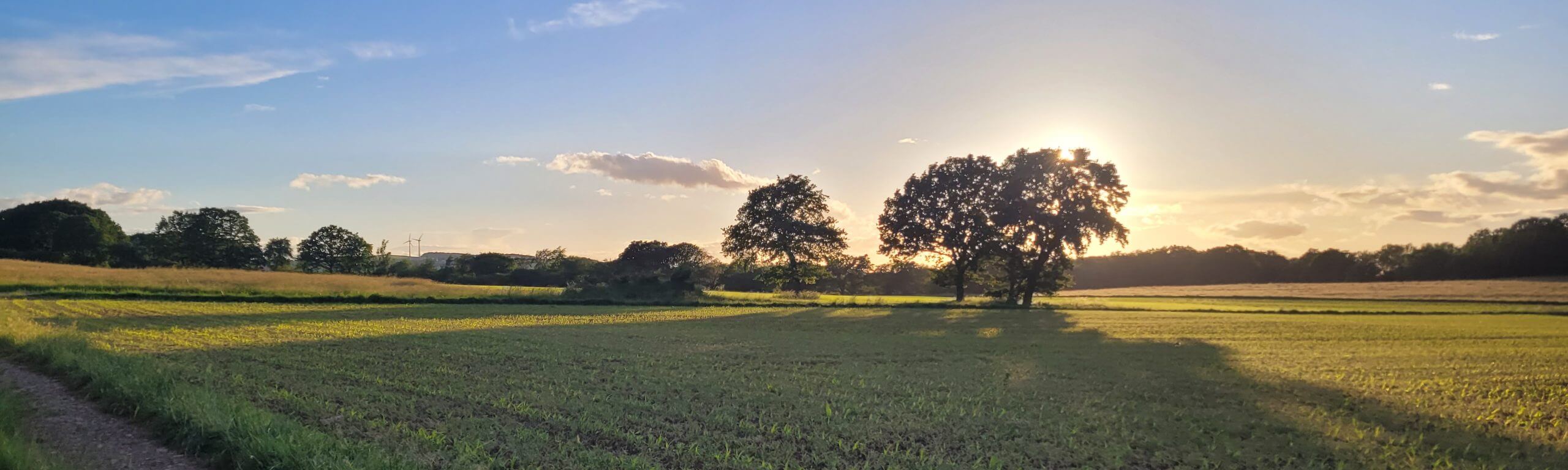 Feldweg am Rand eines grünen Feldes, im Hintergrund eine Baumgruppe im warmen Gegenlicht der Abendsonne.