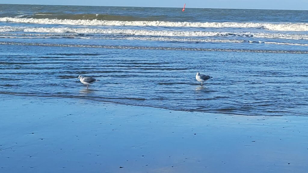 Zwei Möwen stehen im flachen Wasser am Strand vor sanften Wellen.
