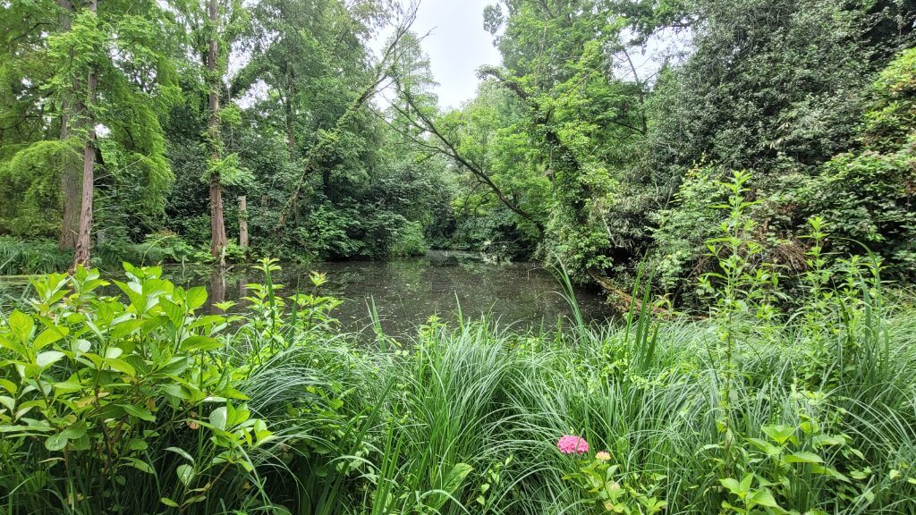 Ein ruhiger Teich umgeben von dichtem, grünem Buschwerk und Bäumen in sommerlicher Atmosphäre.