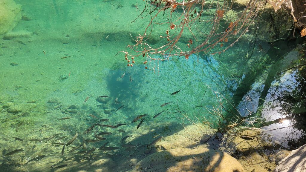 Ein Schwarm Fische schwimmt im klaren, türkisen Bergwasser unter natürlichen Zweigen.