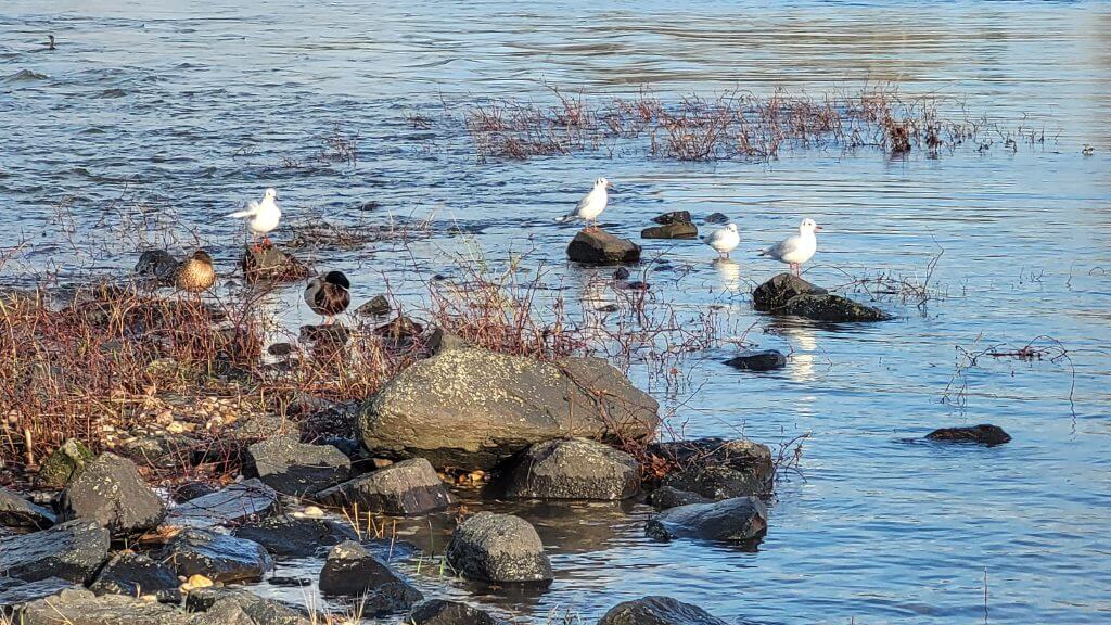 Möwen und Enten sitzen auf Steinen am Ufer eines ruhigen Sees mit klarem Wasser.