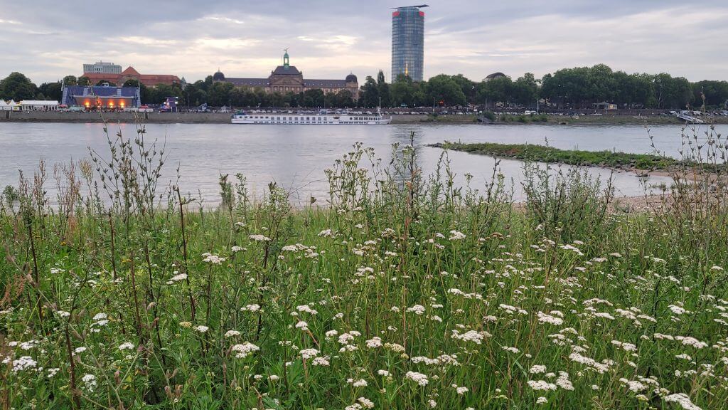 Städtische Skyline mit Hochhaus und Boot auf dem Rhein, davor blühende Wiese mit Wildkräutern.