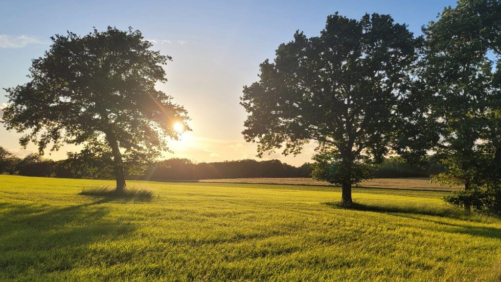 Die Sonne geht hinter einer grünen Wiese mit vereinzelten Bäumen unter.
