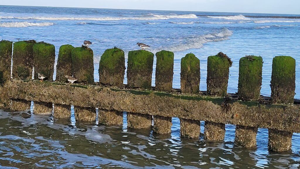 Algenbewachsene Pfahle am Meer mit Vögeln bei ruhiger Brandung.