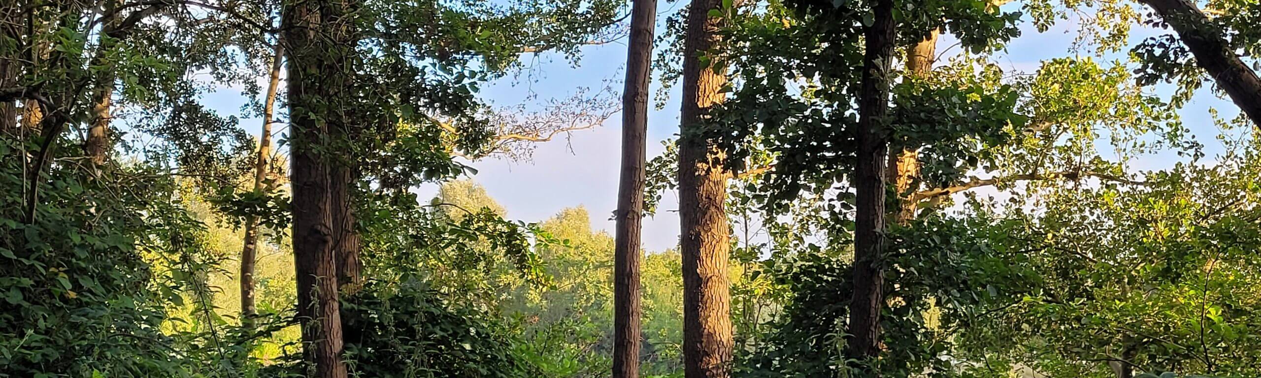 Blick durch hohe Laubbäume am Waldrand auf einen hellen Himmel im warmen Abendlicht.