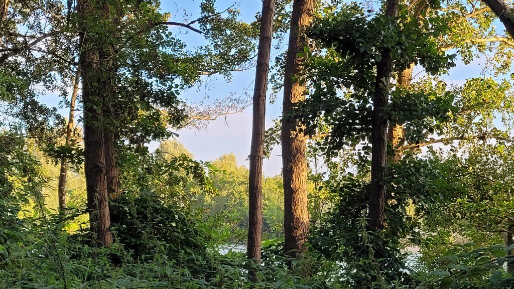 Grüne Bäume und Sträucher am sonnigen Flussufer mit blauem Himmel im Hintergrund.