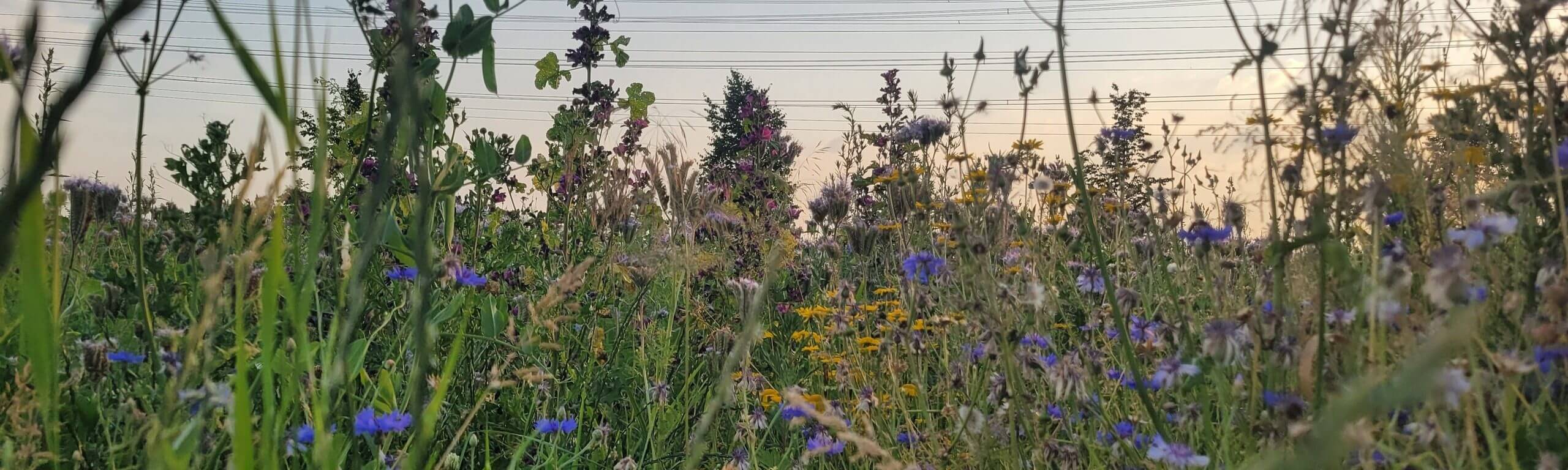 Wiese mit Kornblumen, Gräsern und Wildblumen im weichen Gegenlicht des Abends.