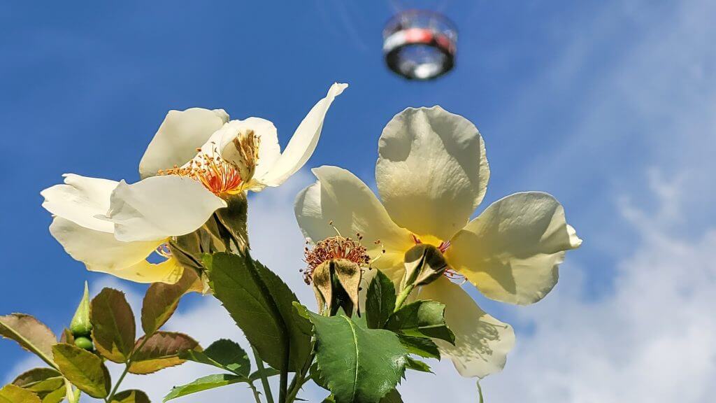 Weiße Wildrosenblüten vor blauem Himmel, im Hintergrund ein Heißluftballon.